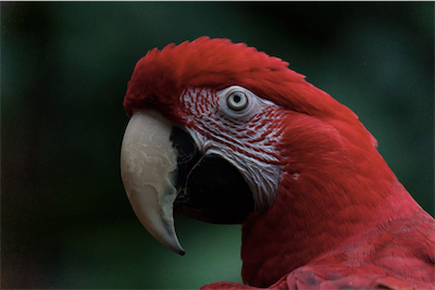 Macaw 2